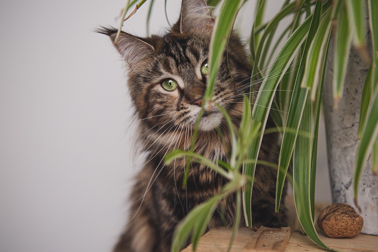 Plantas pet friendly de interior